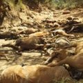 90 metsikut hobust suri: Austraalia äärmuslik kuumalaine tapab massiliselt loomi