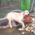 VIDEO | Palava suveilma taktis: koeral pole sooja ega külma sellest, et ta otsapidi lausa purskkaevus laiskleb