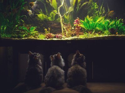 Virge kassid akvaariumi imetlemas