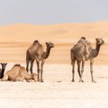 Sügisel hakkavad meie sead konkureerima Saudi Araabia kaamelitega ja seda väga üllataval moel