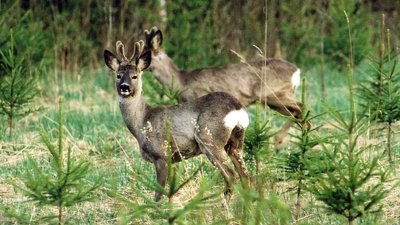 Nooremas metsas käivad toitu noolimas põdrad, metskitsed ja hirved.
