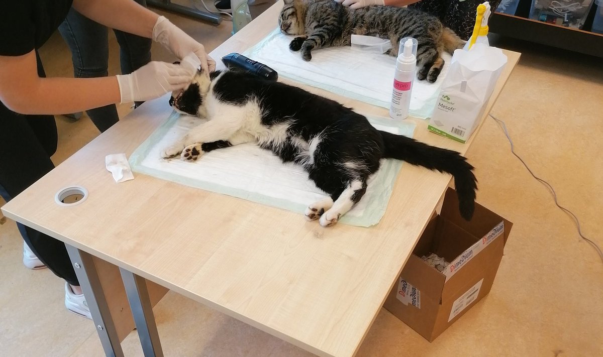 Kihnu kasside steriliseerimine