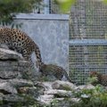 VIDEO: Tallinna loomaaia amuuri leopardid seiklevad jälle
