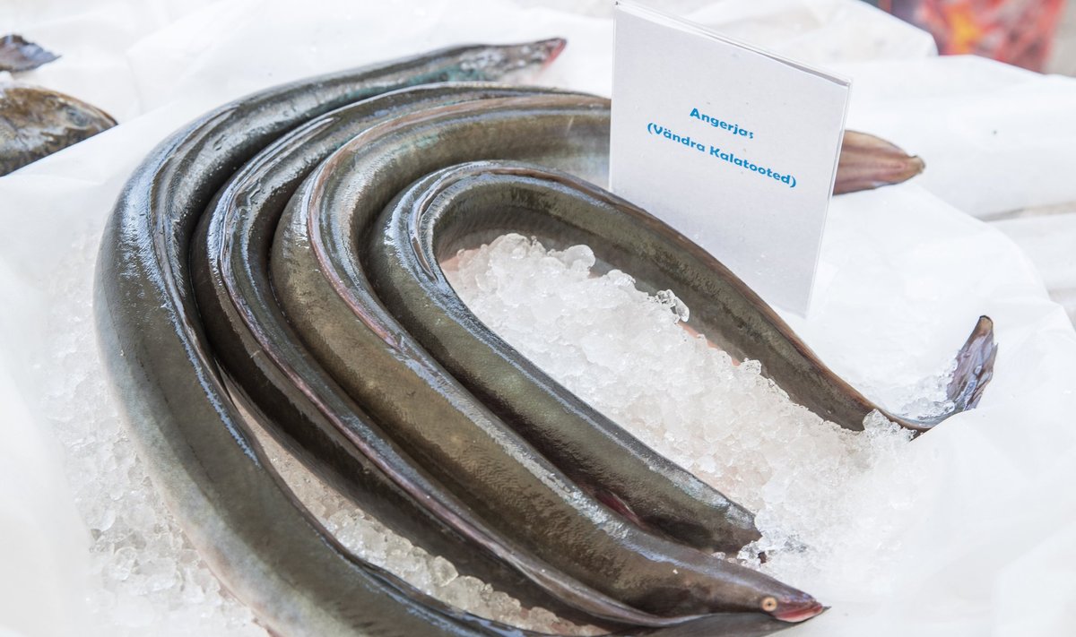 Senised meetmed angerja kaitseks pole vilja kandnud. Täna moodustab Euroopa rannikule jõudvate klaasangerjate hulk alla kuue protsendi sellest, mis jõudis rannikule 60 aastat tagasi.