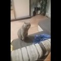 ВИДЕО | Кот и его раб выясняют, чей в доме диван
