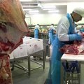 KAAMERAGA MAAL: Lihatööstuse varjatud pool ehk kuidas hakkliha paki sisse saab