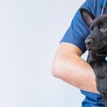 Õnnetus võib juhtuda isegi koerte mänguväljakul: miks peaks lemmiku steriliseerima või kastreerima?