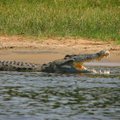 Elevandiluuranniku pealinn on langenud krokodillide hirmuvalitsuse alla