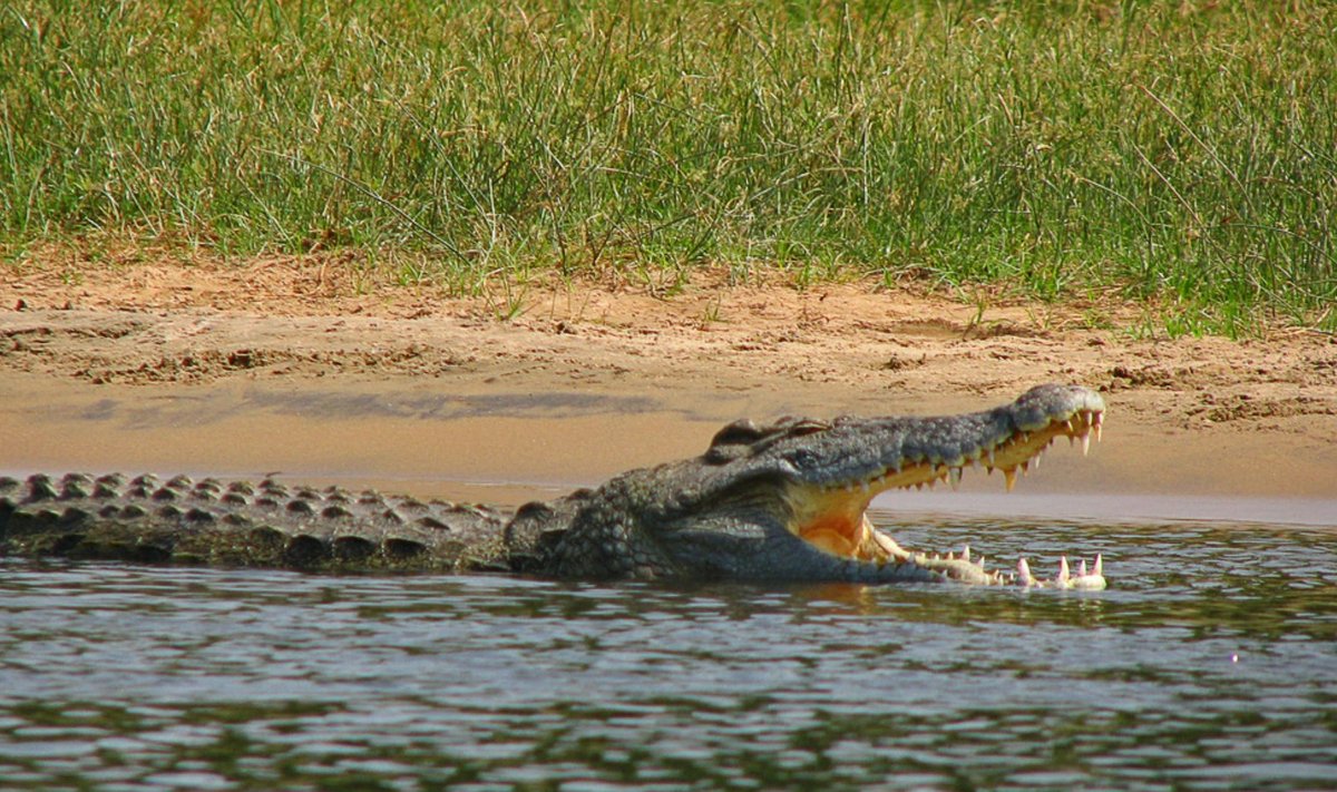 Niiluse krokodill. Foto illustratiivne.