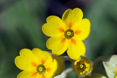 Примула весенняя или первоцвет весенний (Primula veris) – тип L, по-эстонски – nurmenukk