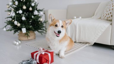 Щенок на Рождество? Как прекрасная мысль может превратиться в настоящий кошмар — объясняют заводчики собак из Эстонии