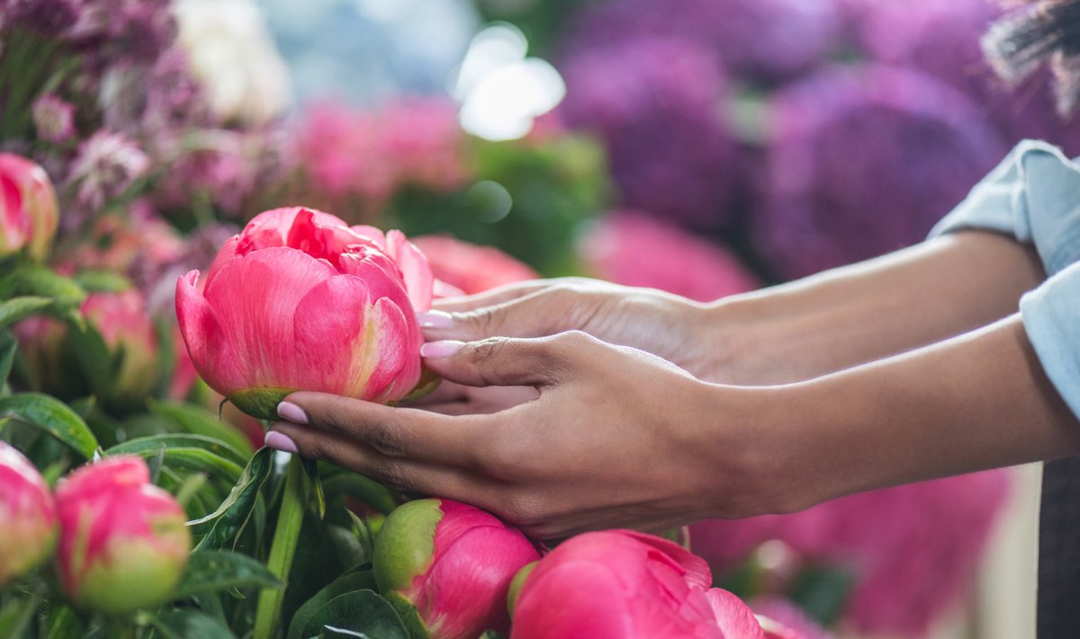 Paljudes riikides võrreldakse pojengi ilu ja lõhna poolest roosidega
