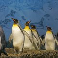 Teadlased on hämmingus: maailma suurim kuningpingviinide koloonia on 30 aastaga pea täielikult hävinenud
