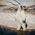 ФОТО: Белый медвежонок Арон получил вкусный прохладительный подарок от своего опекуна
