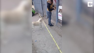 VIDEO | Naljalt alla ei anna: koer üritab mitme meetrise pulgaga väravast sisse saada - kohe kuidagi ei õnnestu!
