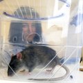 Teadlased suutsid rottidel aju vananemise "tagasi keerata"