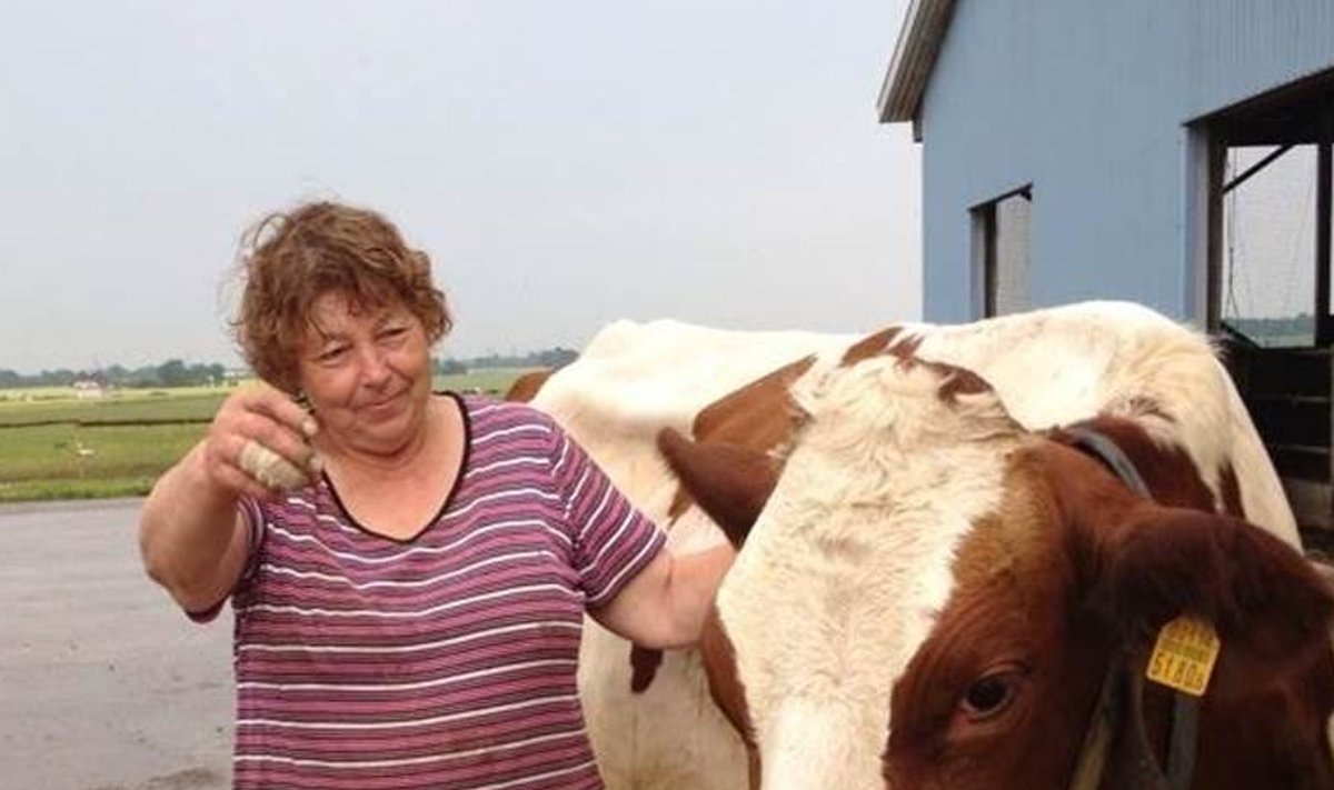 Mall Rodim õpetab lehmad näitusteks ise välja.