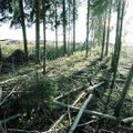 RMK и община Колга договорились о лесных работах на следующие десять лет