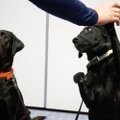 Teadlased selgitasid välja, et koerad on võimelised eristama võõrkeeli