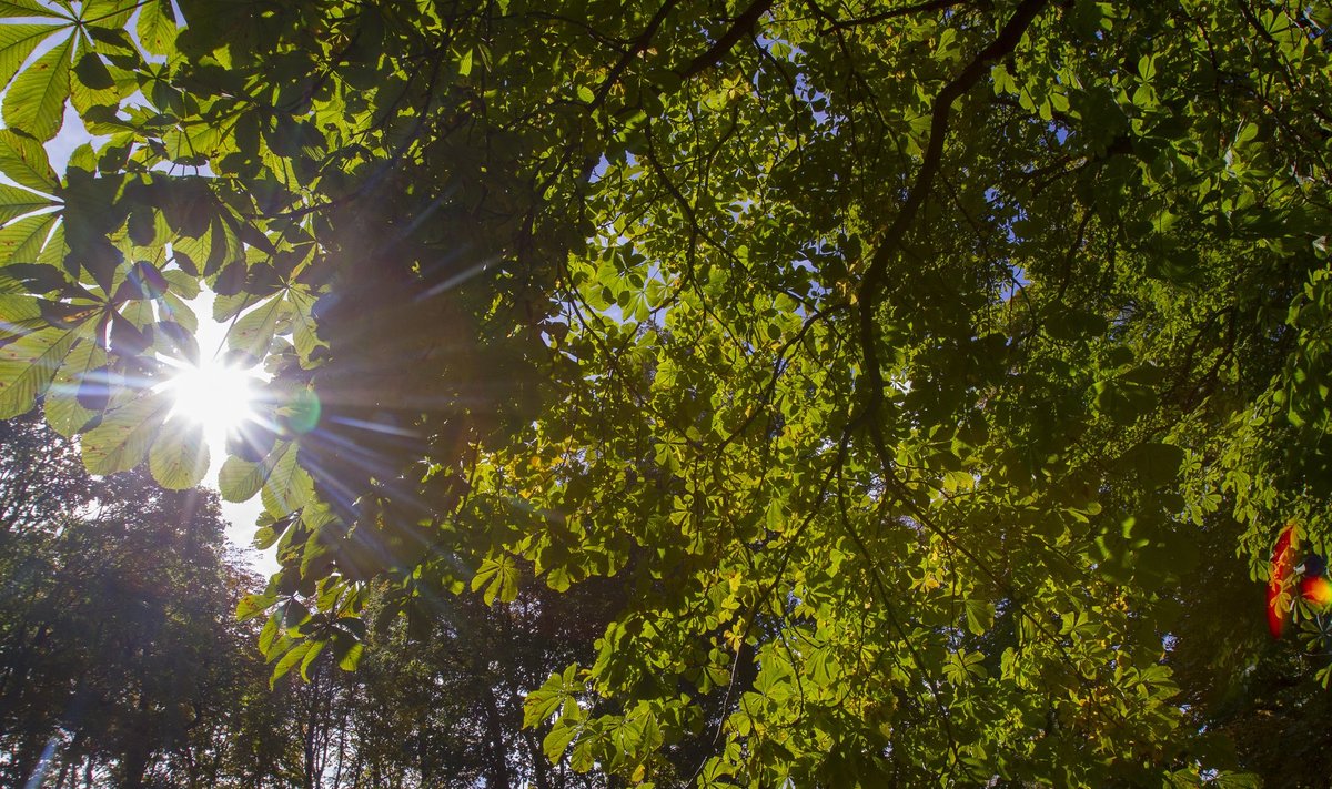 Nädalavahetus tuleb päikseline ja soe