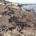 ФОТО | На побережье Вормси и Хийумаа обнаружено масштабное загрязнение