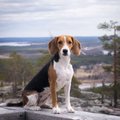 Eesti hagijast sai rahvusvaheliselt tunnustatud koeratõug