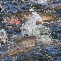Võlgades kalakasvanduses Saaremaal võib lämbuda 42 tonni kalu