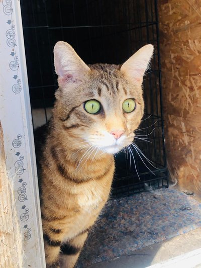 Kasahstanis sündinud ja Eestisse kolinud savannah hübriidkass