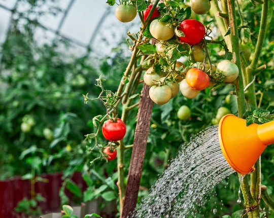 Kui tihti tuleks tomatitaimi kasta ja väetada?