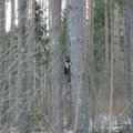 ФОТО | Невероятно! В эстонском лесу замечен енот