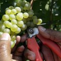 Kas Euroopa viinamarjaistanduste kohutav aasta ja hinnatõus annab võimaluse Eesti veinimeistritele?