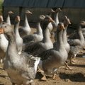 Linnugripp pani foie gras ekspordi taas seisma