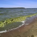 Будьте осторожны! Подтвердилось, что в морской воде в Таллинне есть сине-зеленые водоросли