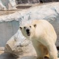 В Китае начал работу отель с белыми медведями