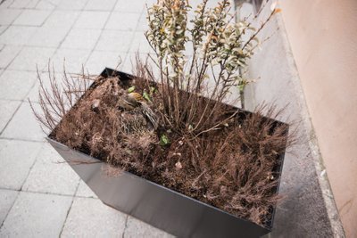Pardi pesa Tallinna vanalinnas