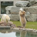 ФОТО DELFI: В зоопарке открылся павильон ”Мир белого медведя”
