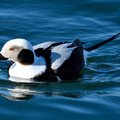 В апреле состоятся бесплатные морские прогулки для наблюдения за птицей 2023 года