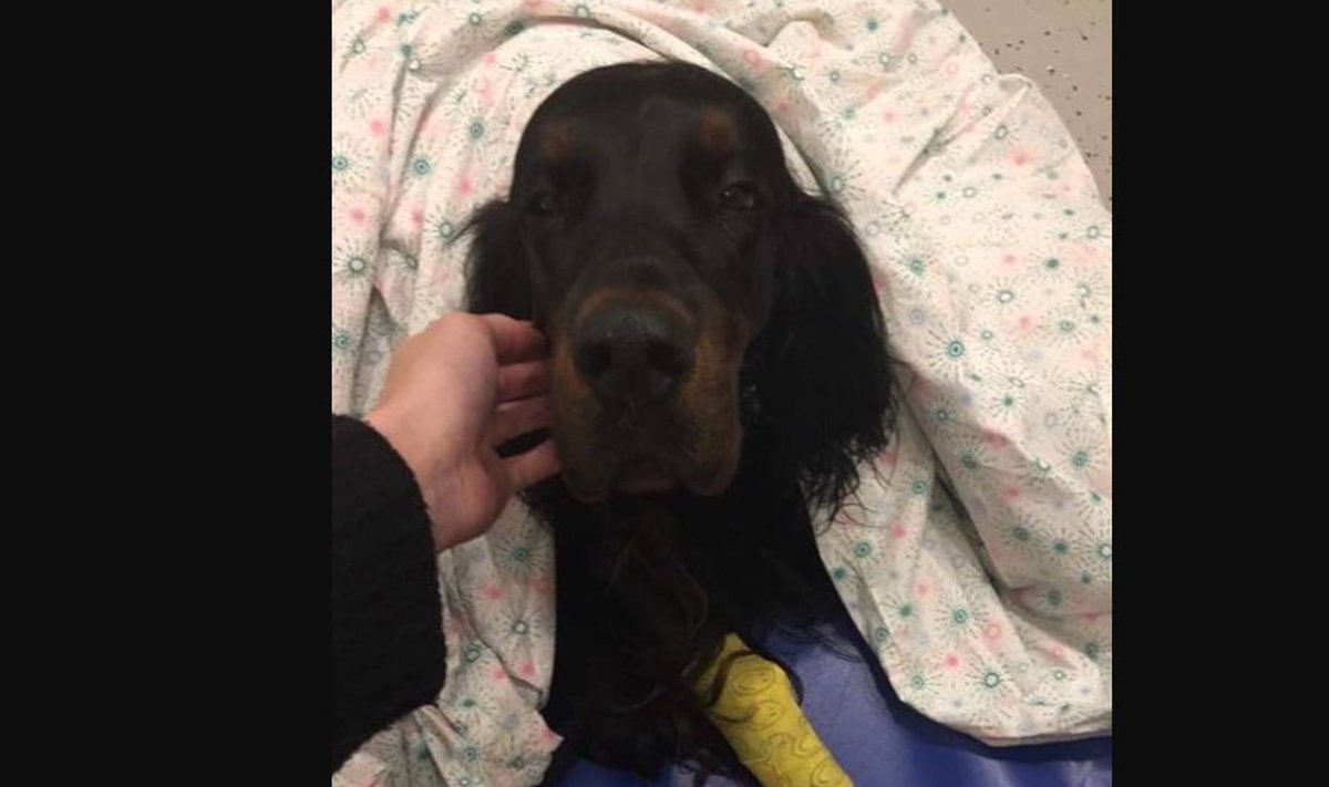 Gordoni setter Sky