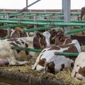 Eesti lehmad lüpsavad liiga lahjat piima. Uutmoodi hinnaarvestus aitaks hädast välja