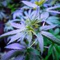 В Рийгикогу обсудят возможность легализации марихуаны