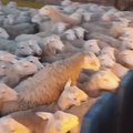 VIDEO | 200 lammast tungisid omavoliliselt hoovi