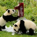 IMEARMAS FOTO | Pandakaksikud tähistasid esimest sünnipäeva