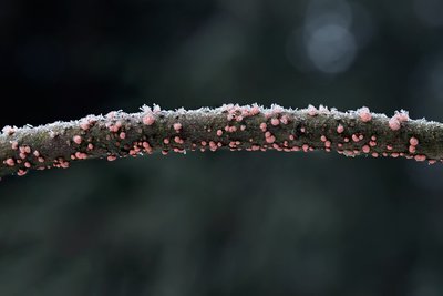 Нектрия киноварно-красная (Nectria cinnabarina), по-эстонски – harilik komuseen