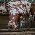 Ülo Kivine: võidujooks naftašeikidega annab Eesti lehmale uut lootust hoida oma kohta Eesti aasadel