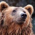 Как себя вести при встрече с медведем? Опыт фотографа-натуралиста