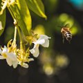 Eesti Mesinike Liit: tänavu on mesilaste mürgistusi olnud kordades rohkem, kuid süüdlased jäävad enamasti välja selgitamata
