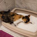 Sage mure: mis põhjusel kass vahel väljaspoole liivakasti pissib?