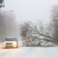 На Эстонию надвигается шторм, порывы ветра могут достигать 30 м/с