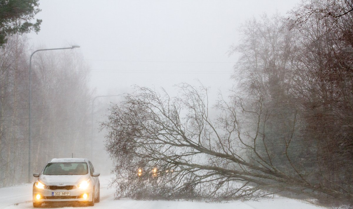 Jaanuaritorm Saaremaal 2022, plekkkatus ja mahalangenud puud