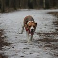 FOTOD | Beagle'id tähistasid kevade tulekut päikeselises Pääsküla rabas